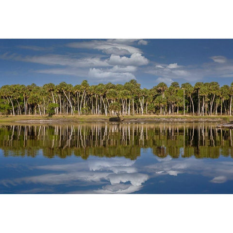 Sable palms reflected on the Econlockhatchee River-a blackwater tributary of the St Johns River Black Modern Wood Framed Art Print by Jones, Adam