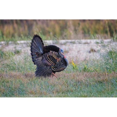 Osceola turkey-near Stick Marsh-Florida Black Modern Wood Framed Art Print with Double Matting by Jones, Adam