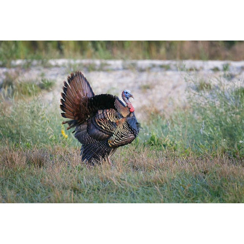 Osceola turkey-near Stick Marsh-Florida Gold Ornate Wood Framed Art Print with Double Matting by Jones, Adam