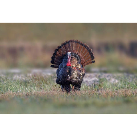 Osceola turkey-near Stick Marsh-Florida Black Modern Wood Framed Art Print with Double Matting by Jones, Adam