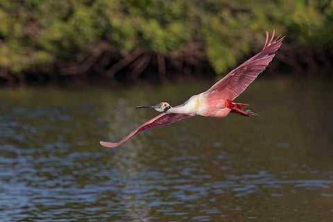 Roseate spoonbill flying-Stick Marsh-Florida White Modern Wood Framed Art Print with Double Matting by Jones, Adam