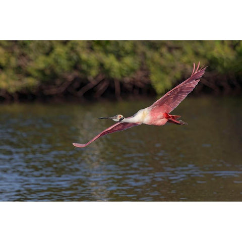Roseate spoonbill flying-Stick Marsh-Florida Black Modern Wood Framed Art Print by Jones, Adam