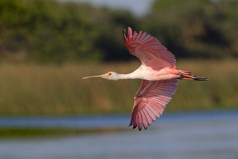 Roseate spoonbill flying-Stick Marsh-Florida Black Ornate Wood Framed Art Print with Double Matting by Jones, Adam