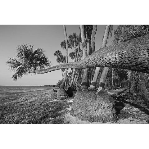 Sable palm tree along shoreline of Harney Lake at sunset-Florida Black Modern Wood Framed Art Print by Jones, Adam