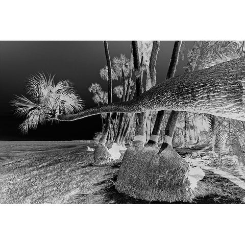 Sable palm tree along shoreline of Harney Lake at sunset-Florida Black Modern Wood Framed Art Print by Jones, Adam