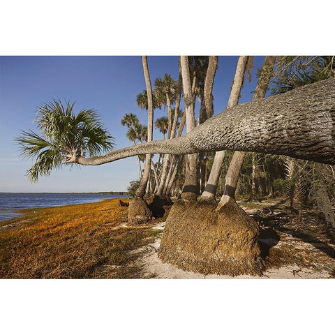 Sable palm tree along shoreline of Harney Lake at sunset-Florida Black Modern Wood Framed Art Print by Jones, Adam