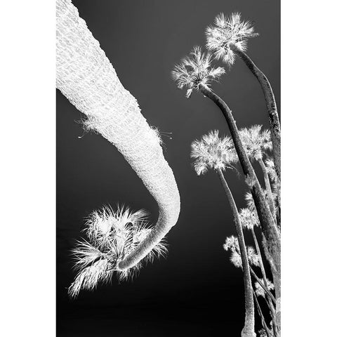 Sable palm tree along shoreline of Harney Lake at sunset-Florida White Modern Wood Framed Art Print by Jones, Adam