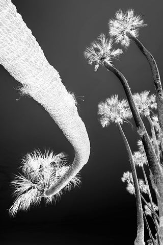 Sable palm tree along shoreline of Harney Lake at sunset-Florida Black Ornate Wood Framed Art Print with Double Matting by Jones, Adam