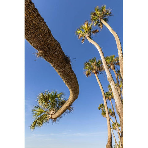 Sable palm tree along shoreline of Harney Lake at sunset-Florida White Modern Wood Framed Art Print by Jones, Adam