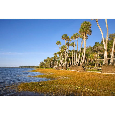 Sable palm tree trunks along shoreline of Harney Lake at sunset-Florida Black Modern Wood Framed Art Print by Jones, Adam