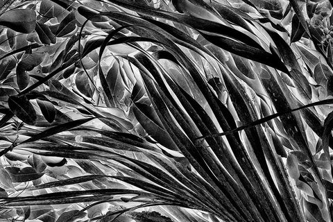 Sable palm frond on the ground in Black and white-Harney Lake-Florida White Modern Wood Framed Art Print with Double Matting by Jones, Adam