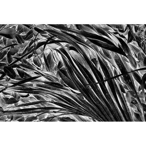 Sable palm frond on the ground in Black and white-Harney Lake-Florida White Modern Wood Framed Art Print by Jones, Adam