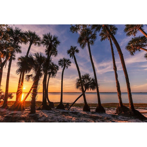 Sable palm tree silhouetted along shoreline of Harney Lake at sunset-Florida Black Modern Wood Framed Art Print by Jones, Adam