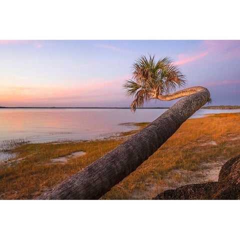 Sable palm tree along shoreline of Harney Lake at sunset-Florida Black Modern Wood Framed Art Print by Jones, Adam