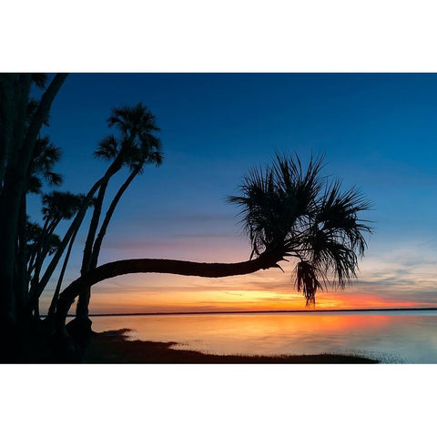 Sable palm tree silhouetted along shoreline of Harney Lake at sunset-Florida Black Modern Wood Framed Art Print by Jones, Adam