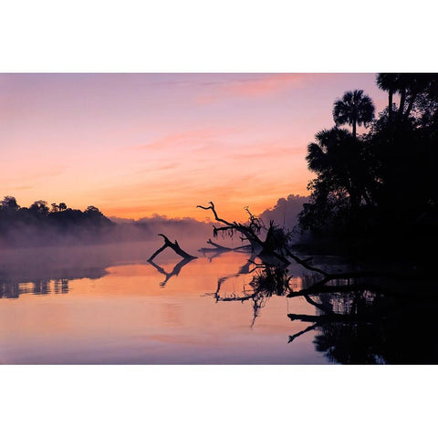 Predawn view of mist and fallen trees reflecting on blackwater area of St Johns River Black Modern Wood Framed Art Print by Jones, Adam