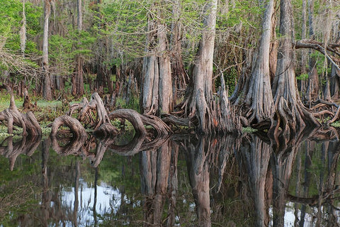 Early spring view of cypress trees reflecting on blackwater area of St Johns River-central Florida Black Ornate Wood Framed Art Print with Double Matting by Jones, Adam