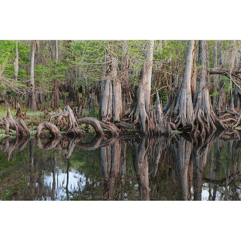 Early spring view of cypress trees reflecting on blackwater area of St Johns River-central Florida Black Modern Wood Framed Art Print by Jones, Adam