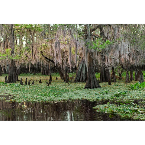 Early spring view of cypress trees reflecting on blackwater area of St Johns River-central Florida White Modern Wood Framed Art Print by Jones, Adam