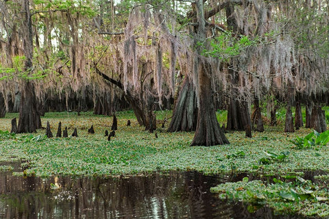 Early spring view of cypress trees reflecting on blackwater area of St Johns River-central Florida White Modern Wood Framed Art Print with Double Matting by Jones, Adam