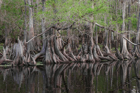 Early spring view of cypress trees reflecting on blackwater area of St Johns River-central Florida Black Ornate Wood Framed Art Print with Double Matting by Jones, Adam