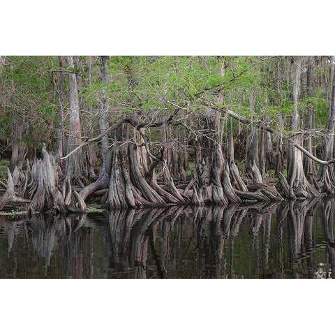 Early spring view of cypress trees reflecting on blackwater area of St Johns River-central Florida Gold Ornate Wood Framed Art Print with Double Matting by Jones, Adam
