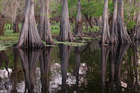 Early spring view of cypress trees reflecting on blackwater area of St Johns River-central Florida White Modern Wood Framed Art Print with Double Matting by Jones, Adam