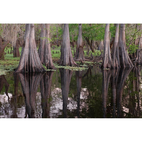 Early spring view of cypress trees reflecting on blackwater area of St Johns River-central Florida Black Modern Wood Framed Art Print with Double Matting by Jones, Adam