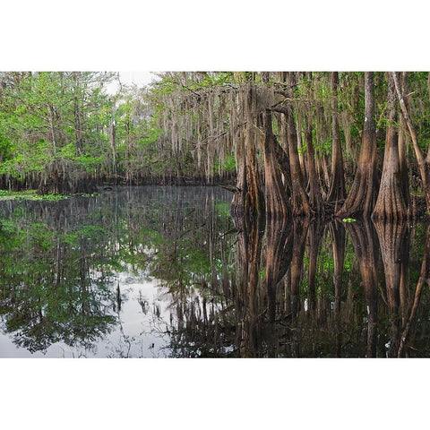 Early spring view of cypress trees reflecting on blackwater area of St Johns River-central Florida Black Modern Wood Framed Art Print with Double Matting by Jones, Adam