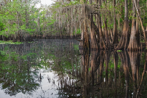 Early spring view of cypress trees reflecting on blackwater area of St Johns River-central Florida White Modern Wood Framed Art Print with Double Matting by Jones, Adam