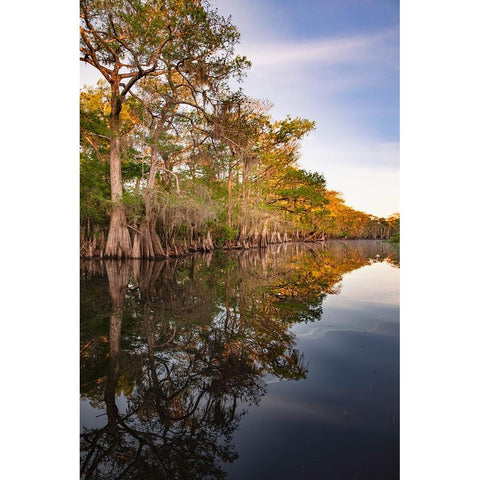 Early spring view of cypress trees reflecting on blackwater area of St Johns River-central Florida Black Modern Wood Framed Art Print with Double Matting by Jones, Adam