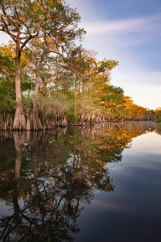 Early spring view of cypress trees reflecting on blackwater area of St Johns River-central Florida White Modern Wood Framed Art Print with Double Matting by Jones, Adam