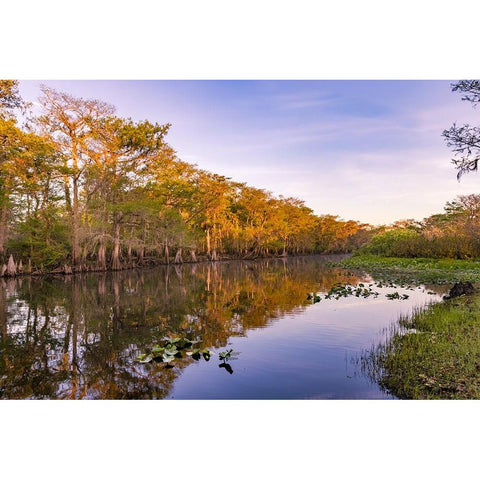 Early spring view of cypress trees reflecting on blackwater area of St Johns River-central Florida Black Modern Wood Framed Art Print with Double Matting by Jones, Adam