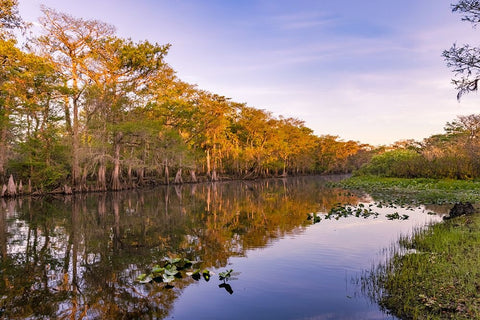 Early spring view of cypress trees reflecting on blackwater area of St Johns River-central Florida White Modern Wood Framed Art Print with Double Matting by Jones, Adam