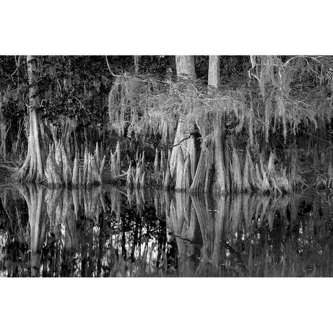 Early spring view of cypress trees reflecting on blackwater area of St Johns River-central Florida White Modern Wood Framed Art Print by Jones, Adam