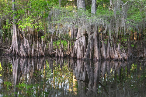 Early spring view of cypress trees reflecting on blackwater area of St Johns River-central Florida Black Ornate Wood Framed Art Print with Double Matting by Jones, Adam