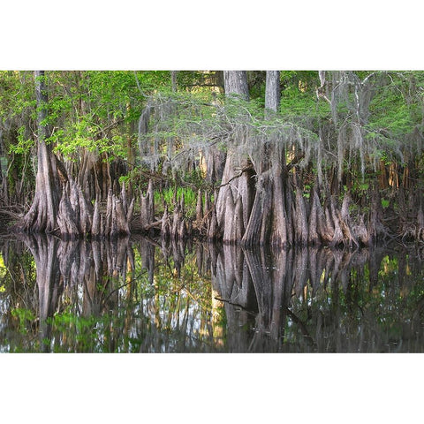 Early spring view of cypress trees reflecting on blackwater area of St Johns River-central Florida Black Modern Wood Framed Art Print by Jones, Adam