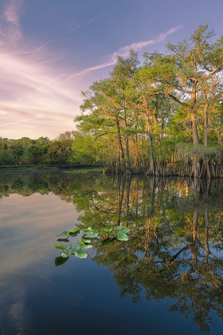 Early spring view of cypress trees reflecting on blackwater area of St Johns River-central Florida White Modern Wood Framed Art Print with Double Matting by Jones, Adam