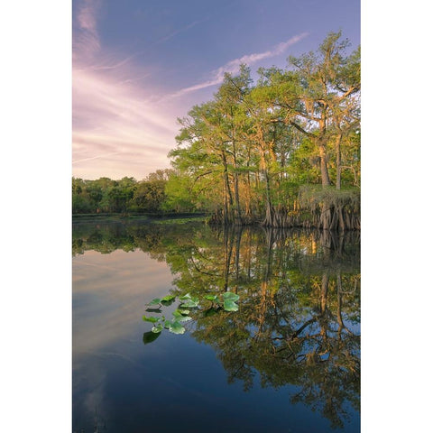 Early spring view of cypress trees reflecting on blackwater area of St Johns River-central Florida Black Modern Wood Framed Art Print by Jones, Adam