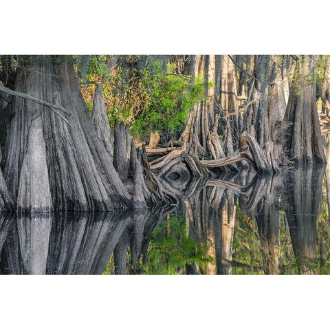 Early spring view of cypress trees reflecting on blackwater area of St Johns River-central Florida Black Modern Wood Framed Art Print by Jones, Adam