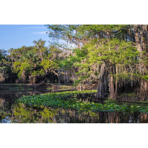 Early spring view of cypress trees reflecting on blackwater area of St Johns River-central Florida White Modern Wood Framed Art Print by Jones, Adam