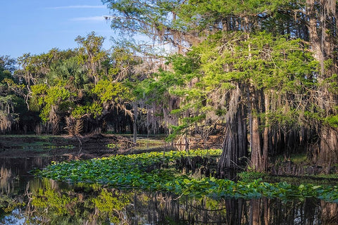 Early spring view of cypress trees reflecting on blackwater area of St Johns River-central Florida White Modern Wood Framed Art Print with Double Matting by Jones, Adam