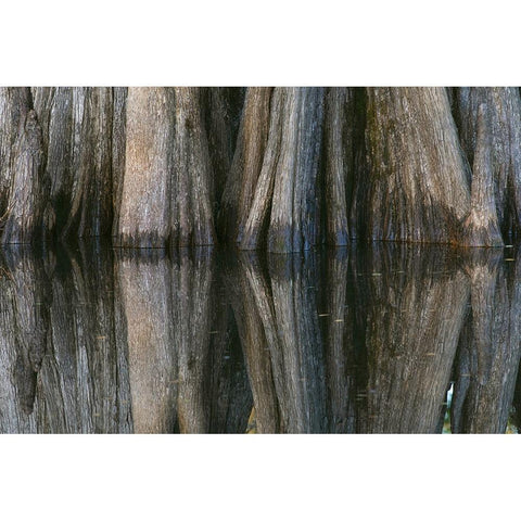 Pattern of cypress trees reflecting on blackwater area of St Johns River-central Florida Black Modern Wood Framed Art Print by Jones, Adam