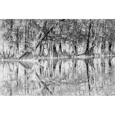 Early spring view of cypress trees reflecting on blackwater area of St Johns River-central Florida Black Modern Wood Framed Art Print with Double Matting by Jones, Adam
