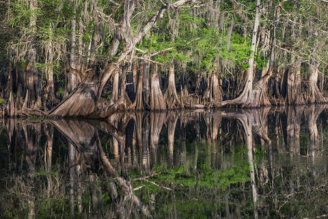 Early spring view of cypress trees reflecting on blackwater area of St Johns River-central Florida Black Ornate Wood Framed Art Print with Double Matting by Jones, Adam