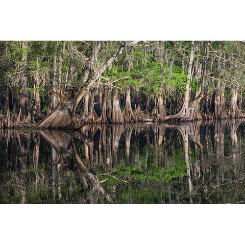 Early spring view of cypress trees reflecting on blackwater area of St Johns River-central Florida White Modern Wood Framed Art Print by Jones, Adam