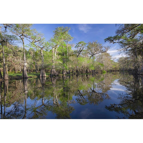 Early spring view of cypress trees reflecting on blackwater area of St Johns River-central Florida Gold Ornate Wood Framed Art Print with Double Matting by Jones, Adam