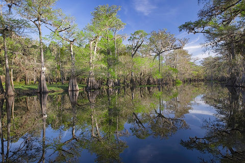 Early spring view of cypress trees reflecting on blackwater area of St Johns River-central Florida Black Ornate Wood Framed Art Print with Double Matting by Jones, Adam