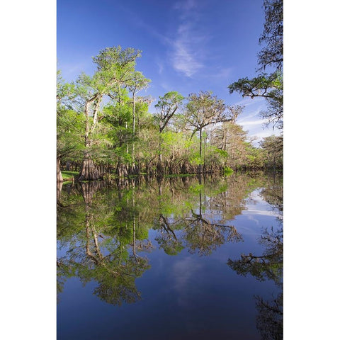 Early spring view of cypress trees reflecting on blackwater area of St Johns River-central Florida White Modern Wood Framed Art Print by Jones, Adam