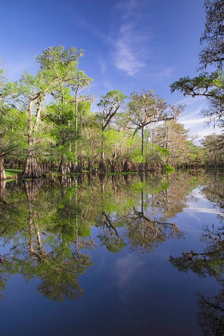 Early spring view of cypress trees reflecting on blackwater area of St Johns River-central Florida White Modern Wood Framed Art Print with Double Matting by Jones, Adam